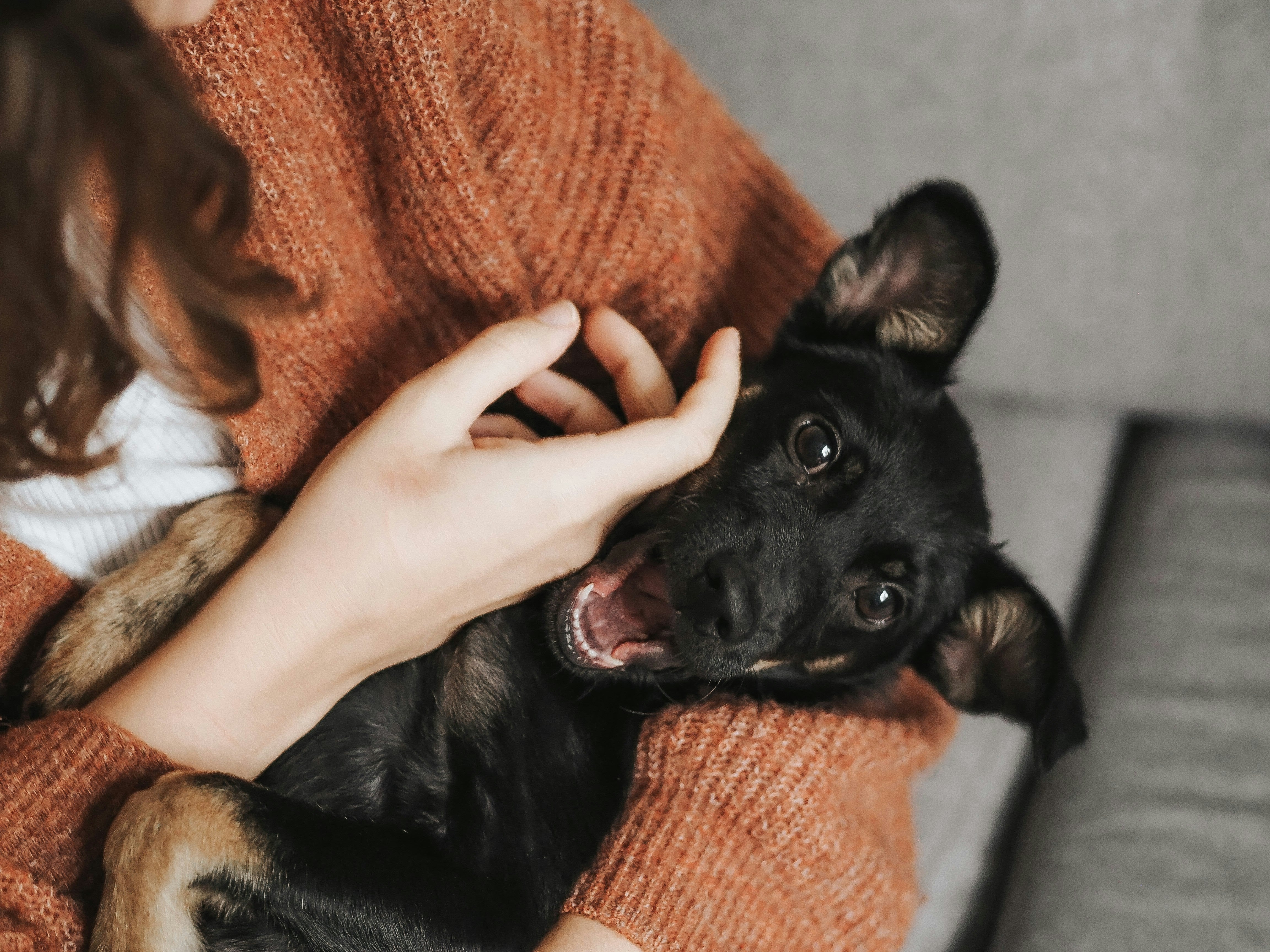 Alles Voor Uw Dieren